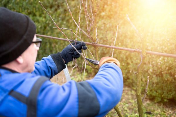 Vine Shaping