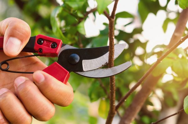 Annual Pruning
