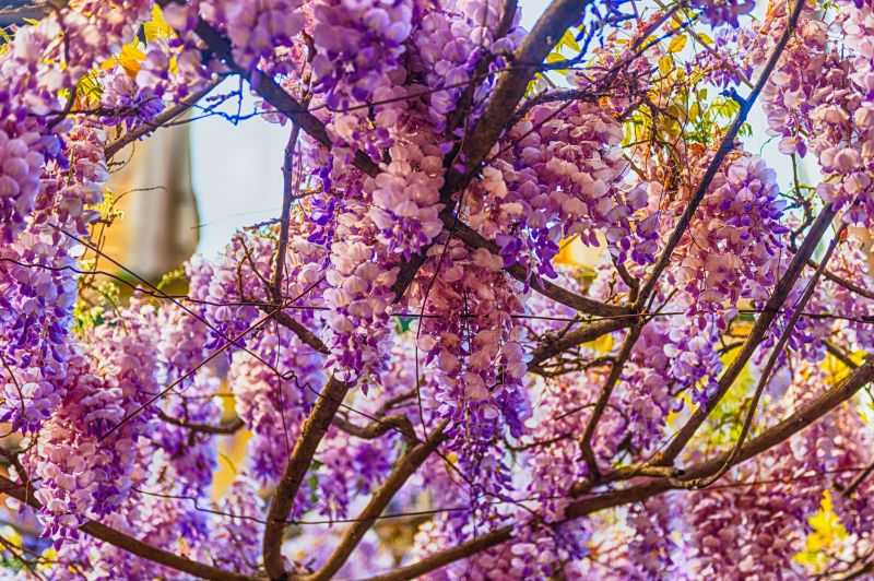 Wisteria Control