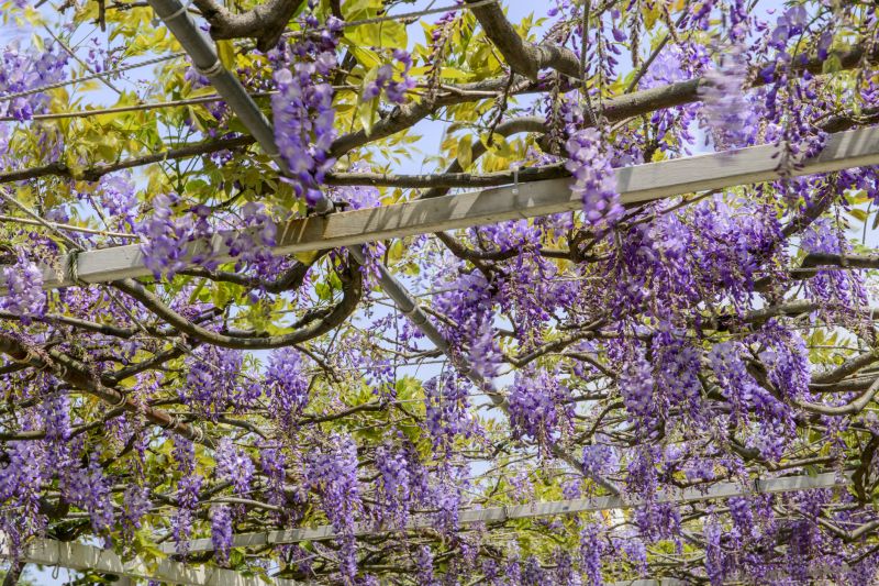 Wisteria Control