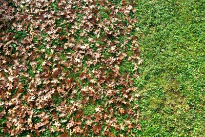 Lawn Edging in Fall