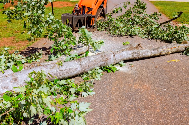 Fallen Tree Removal in Reno, NV
