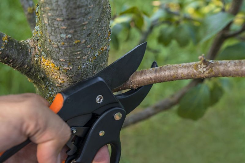 Pear Tree Pruning in Pottstown, PA