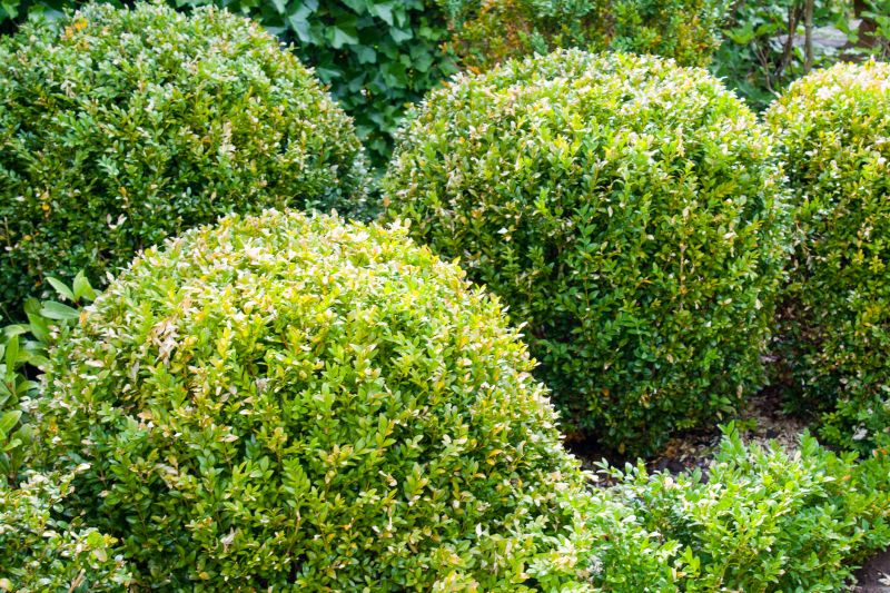 Shaped Bushes in Garden