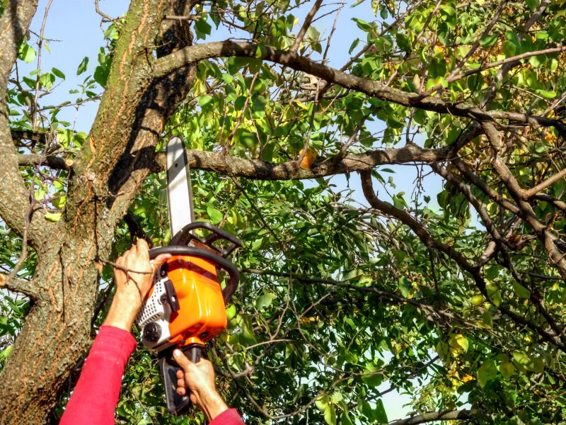 Tree Branch Cutting in Allentown, PA