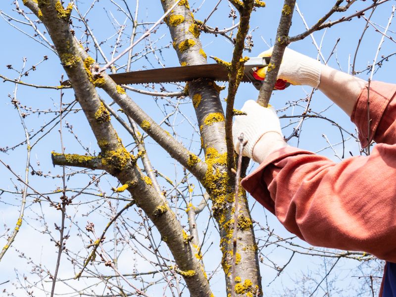 Tree Maintenance Service in Doylestown, PA