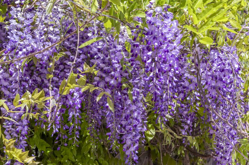 Wisteria Control