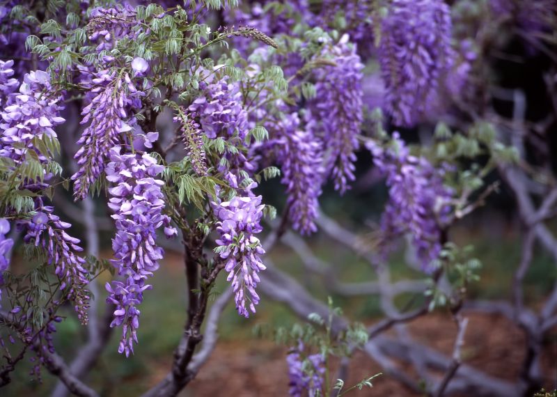 Wisteria Control