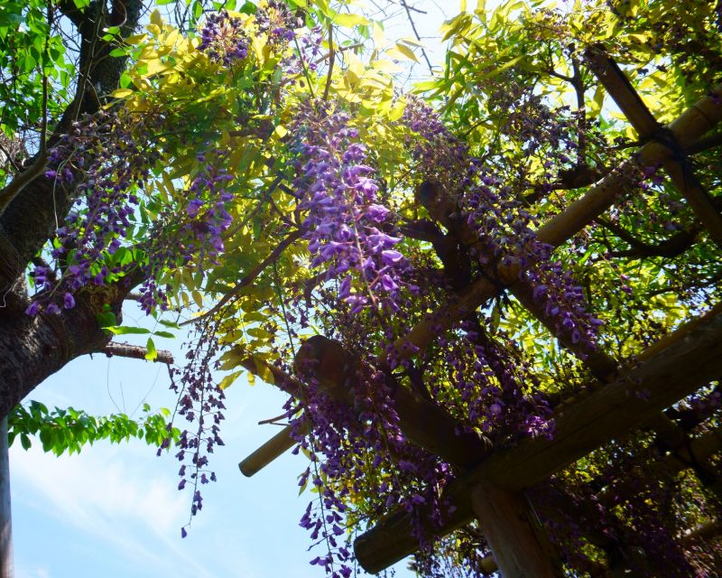 Wisteria Control