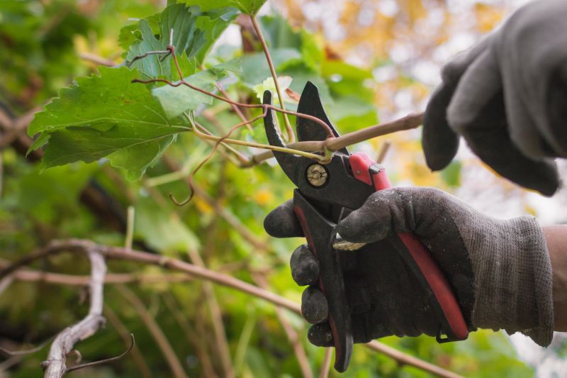 Pruning Tools